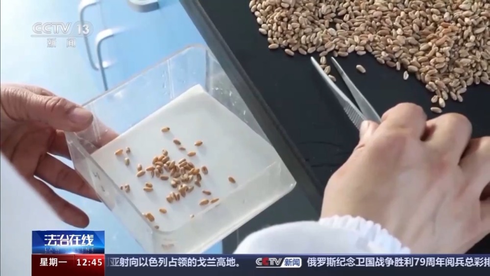 “坑农黑手”可致农田每亩减产25% 伪劣种子骗局曝光(图5)