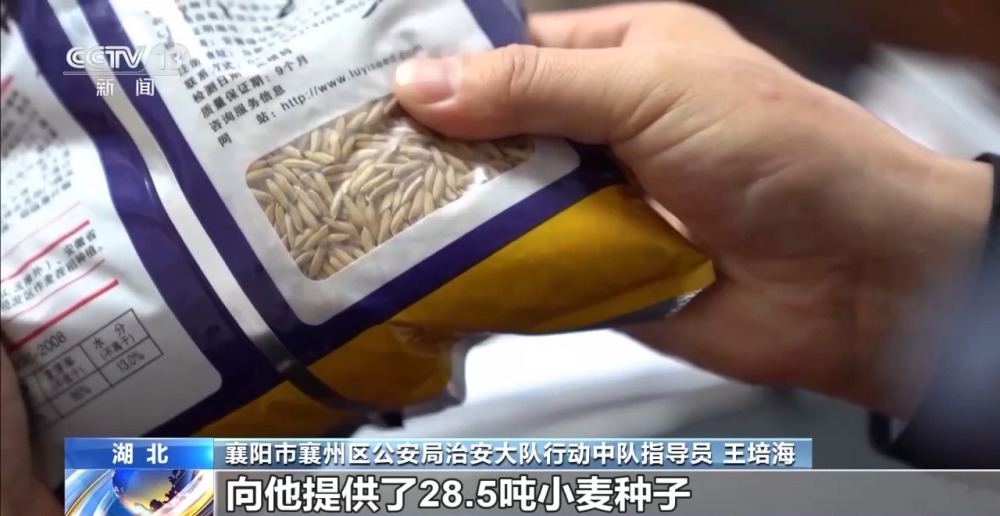 “坑农黑手”可致农田每亩减产25% 伪劣种子骗局曝光(图7)
