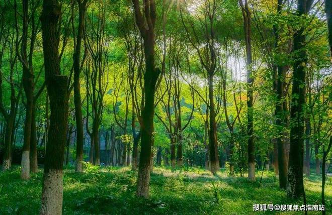 2024中鹰黑森林-售楼处官方网站--中鹰黑森林-上海房天下(图3)